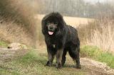DOGUE DU TIBET 390